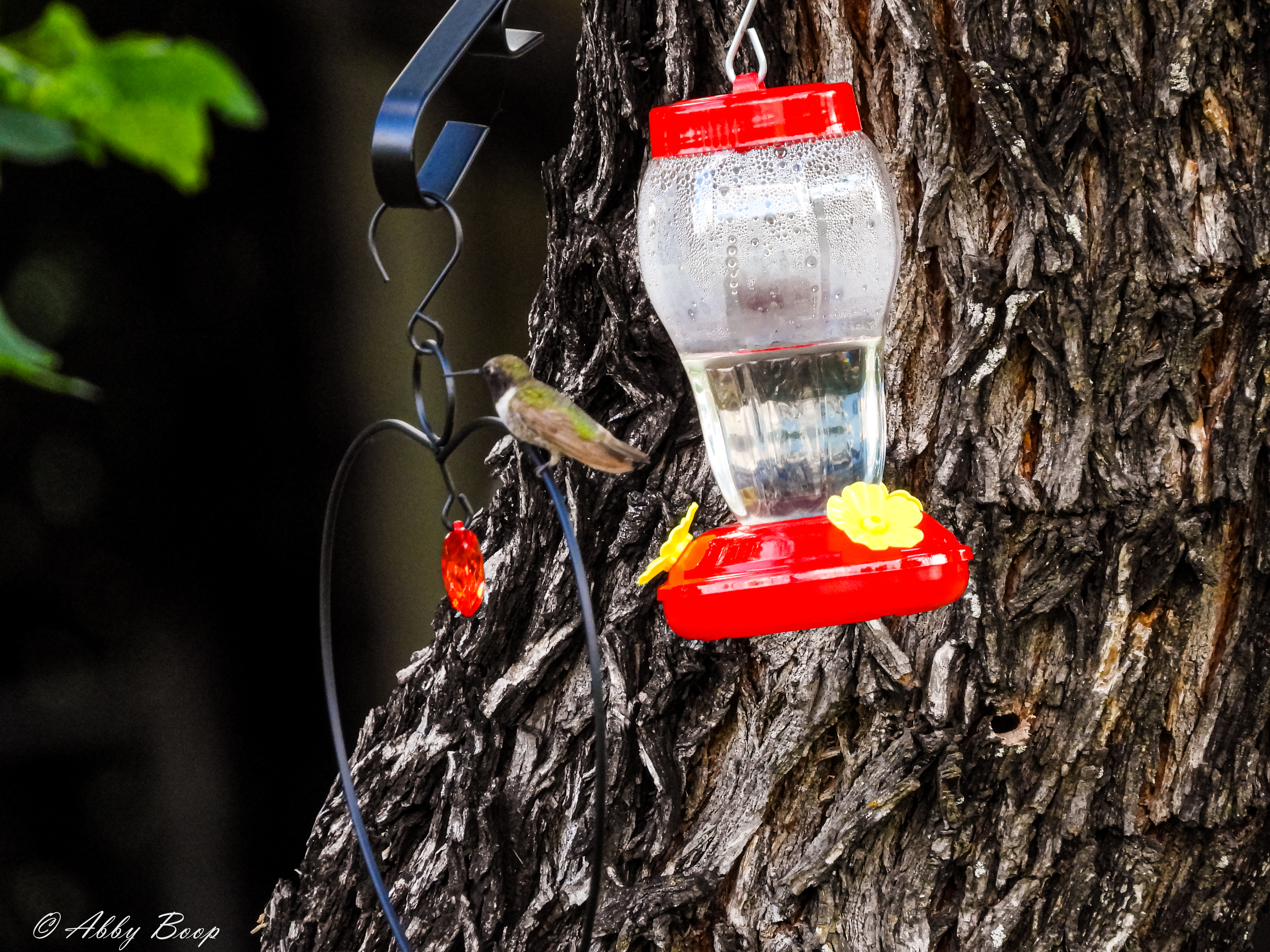 Black Chinned Hummingbird 2