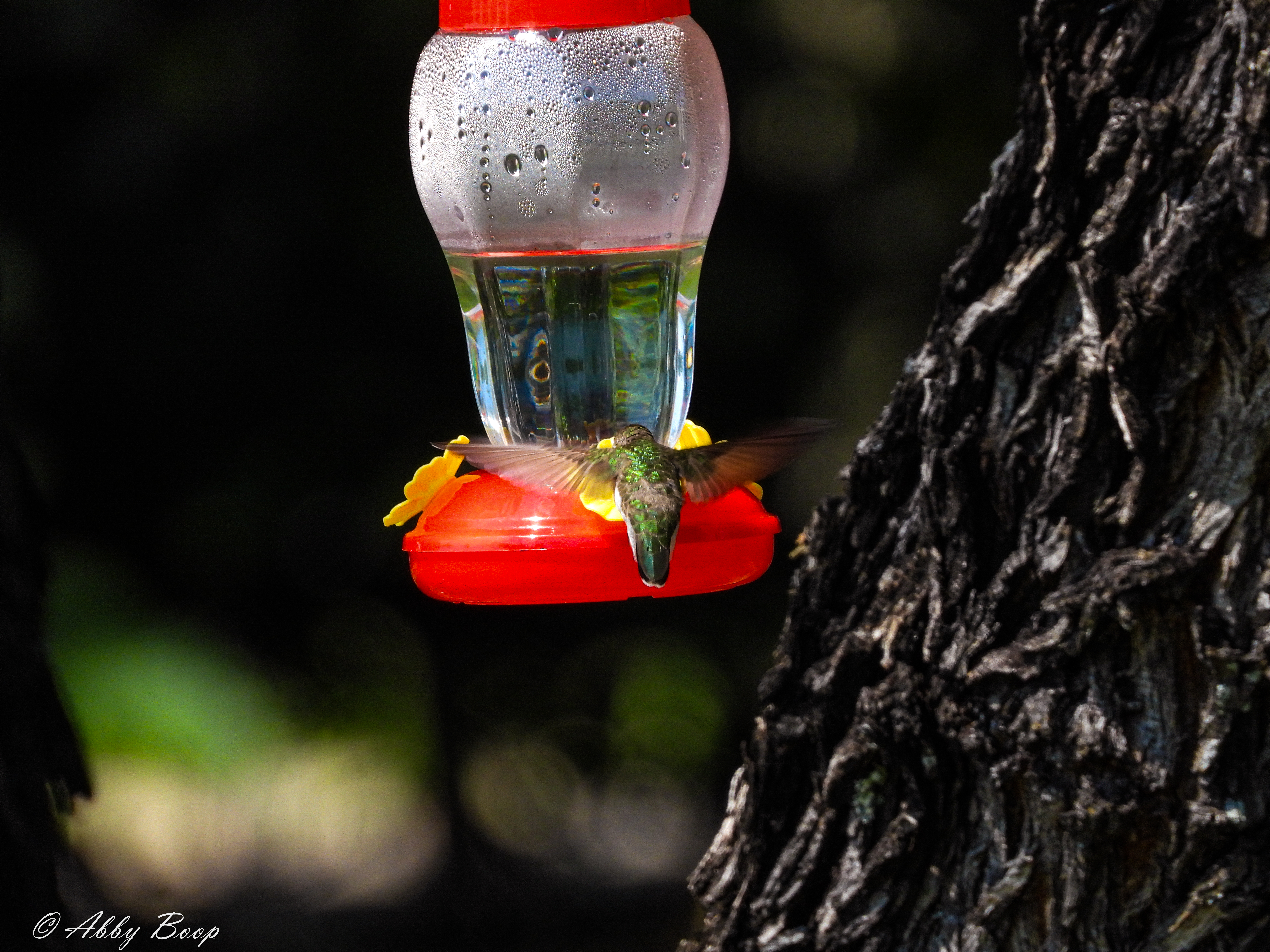 Black Chinned Hummingbird 1