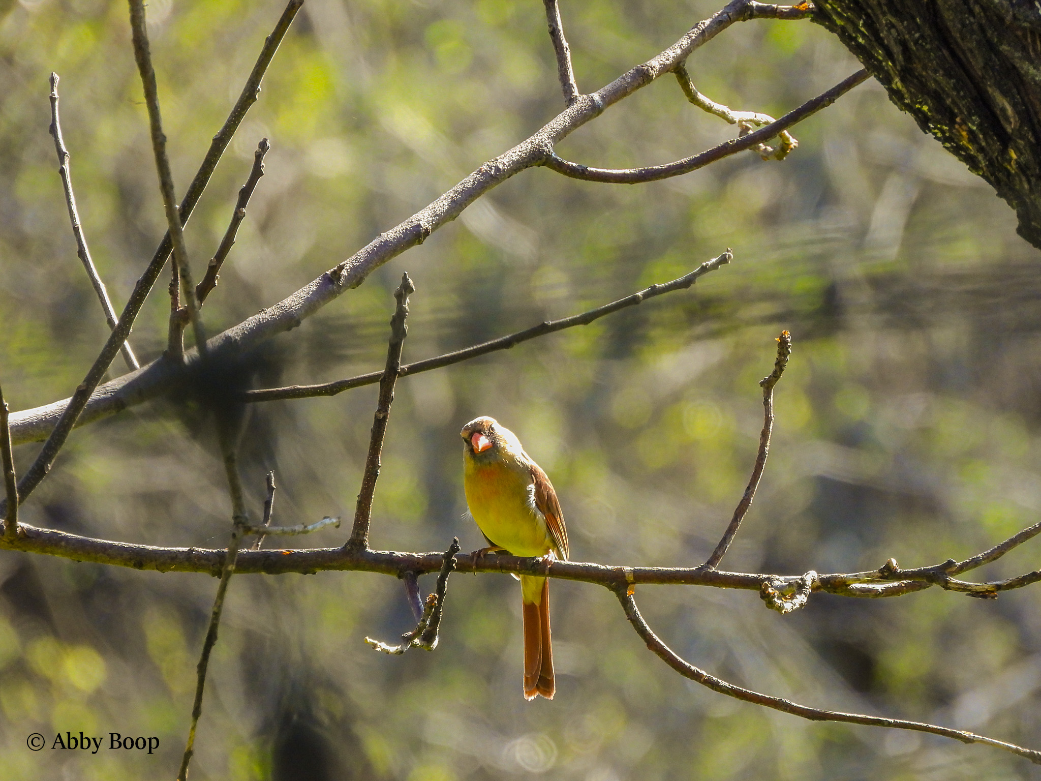 Female Cardinal