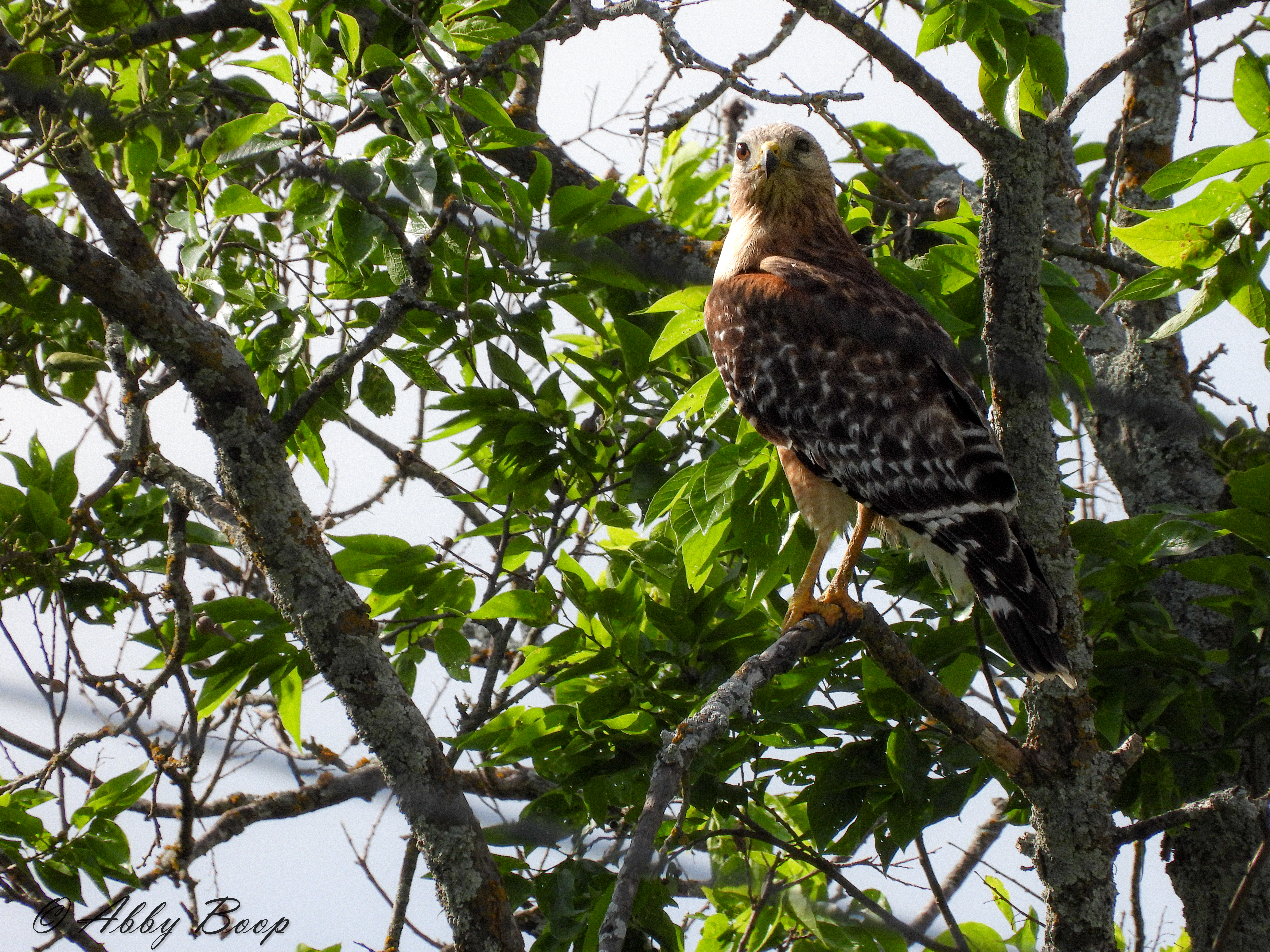 Red Shouldered Hawk