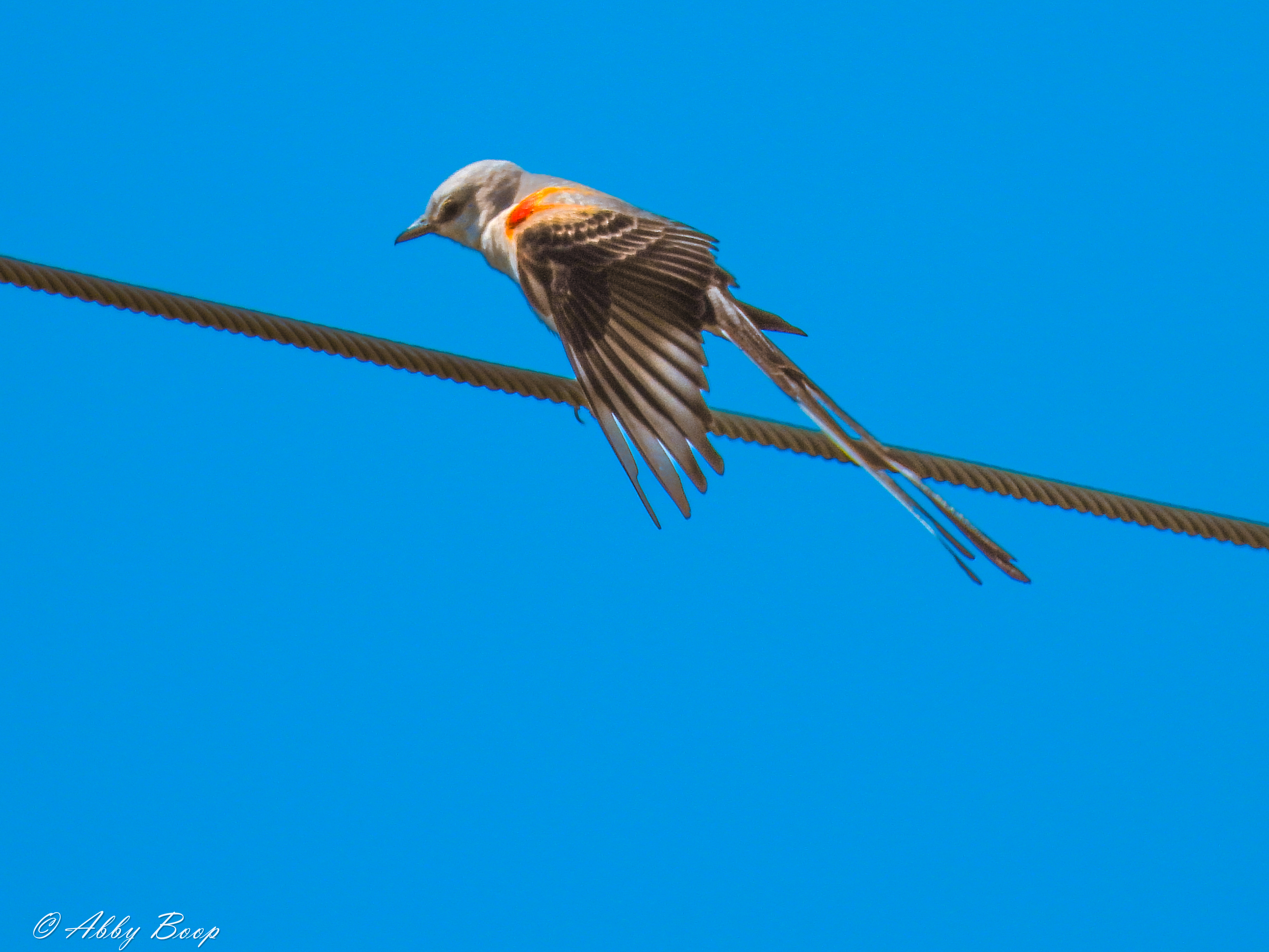 Scissor Tailed Flycatcher 2