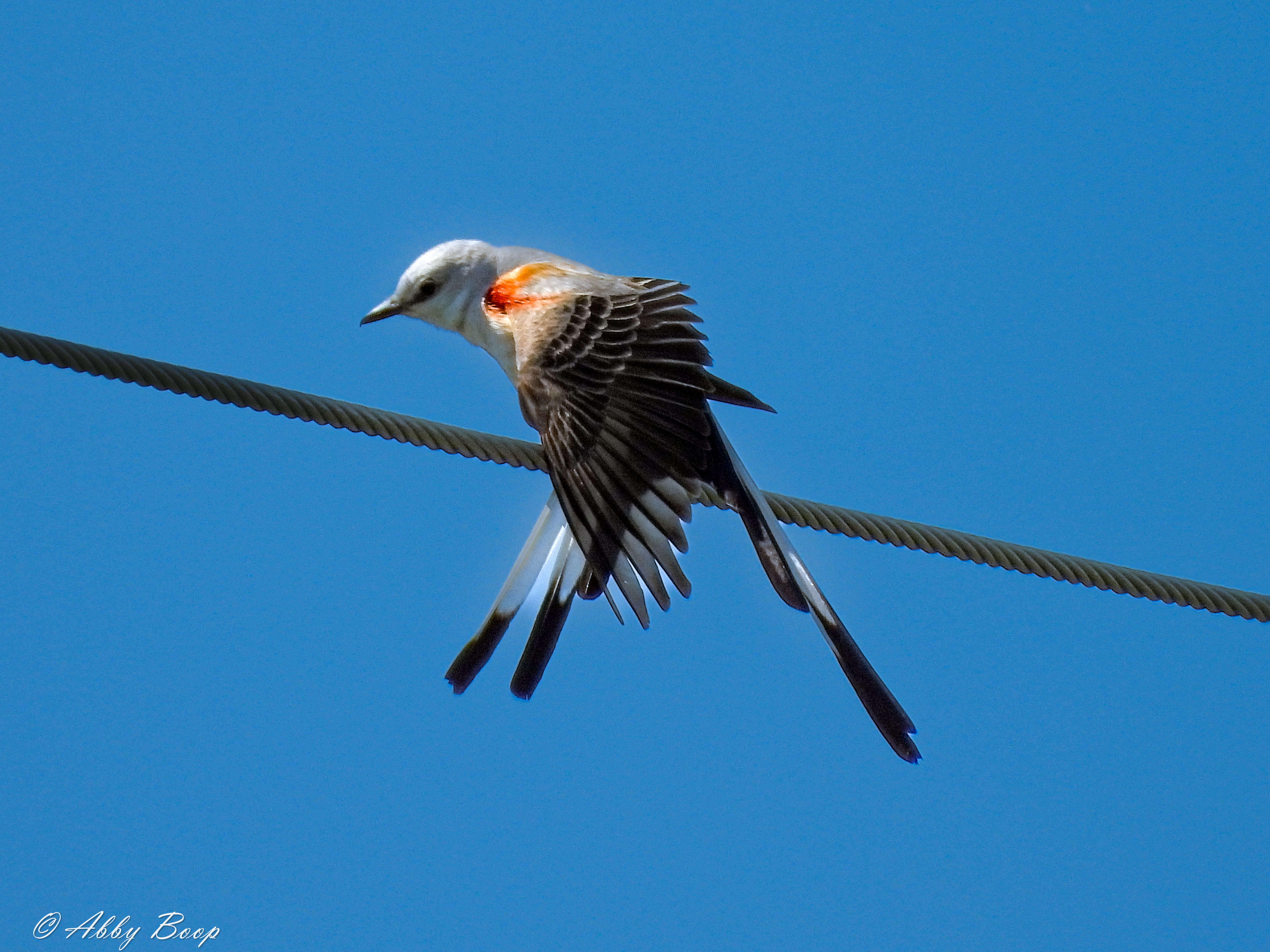  Flycatcher Feather Show