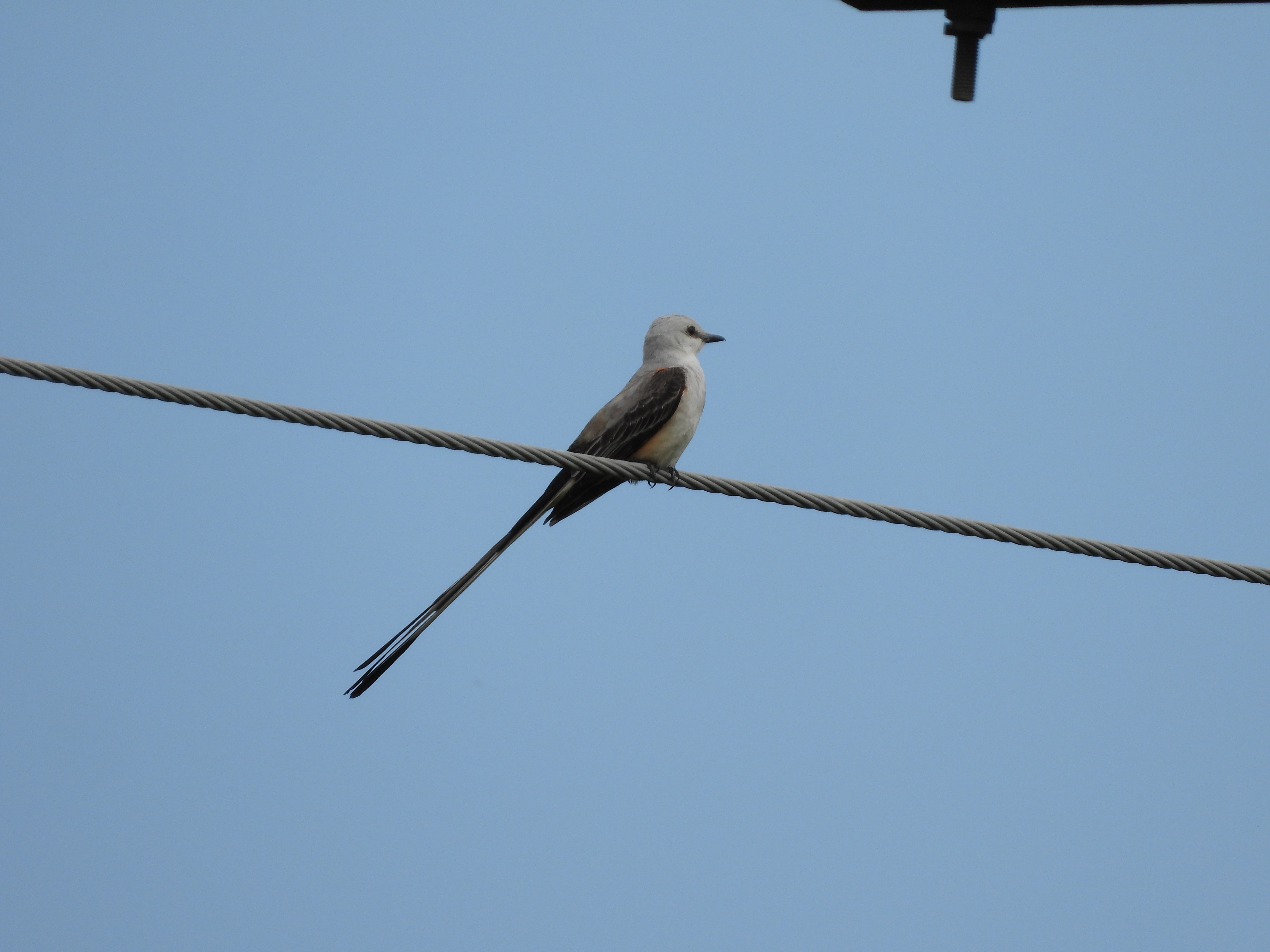 Scissortail Flycatcher 1