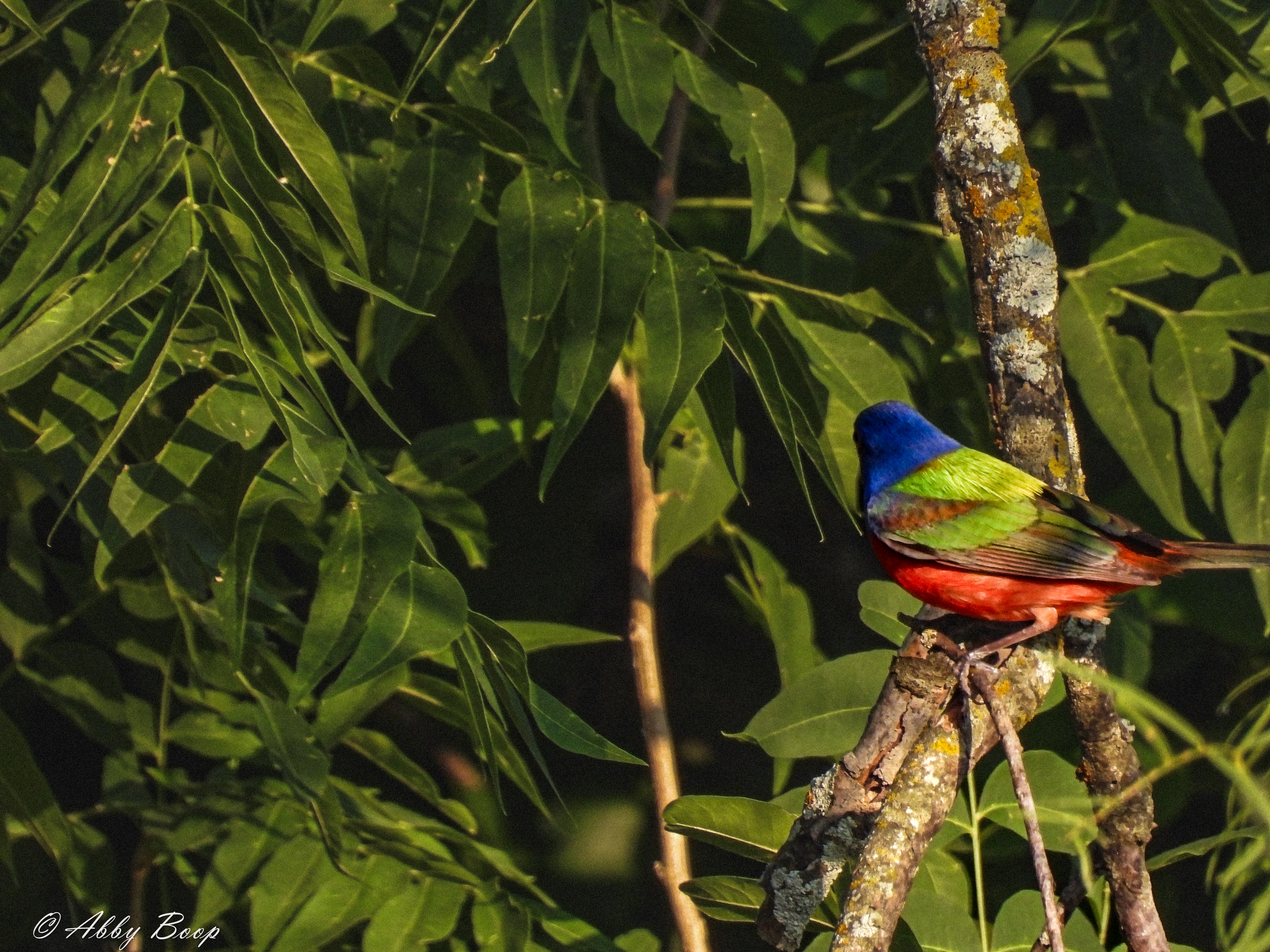 Sunlit Painted Bunting-Male backshot