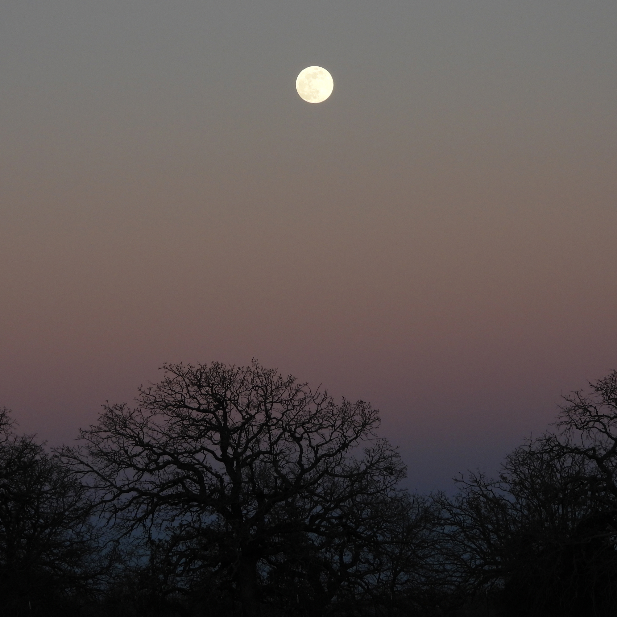 Moon Rising