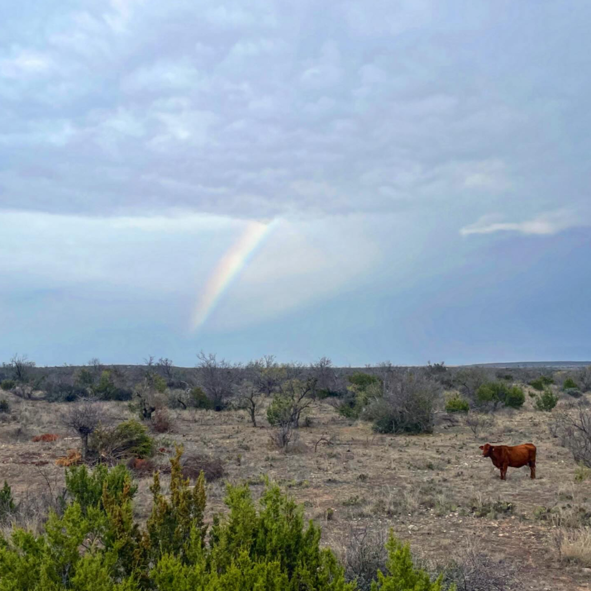 Rainbow Over Texas Prairie