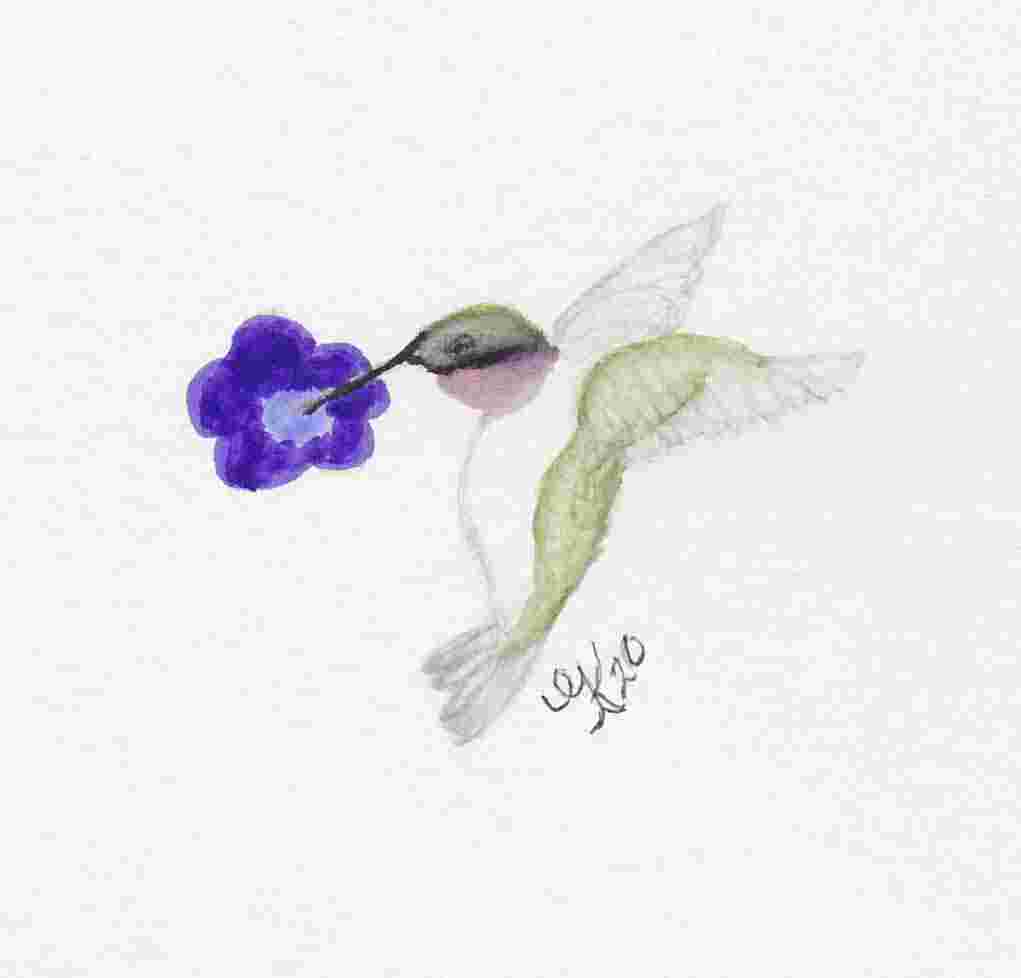 Hummingbird 1