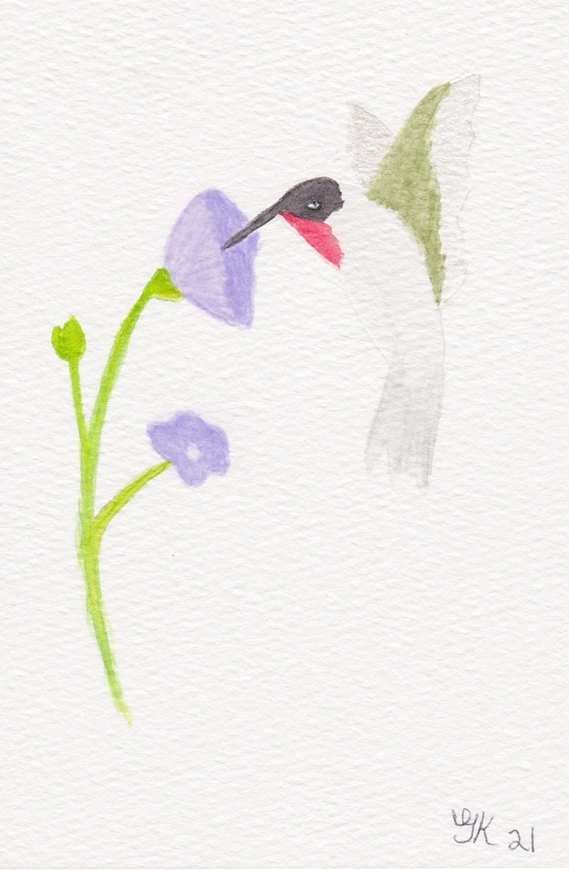 Hummingbird 4