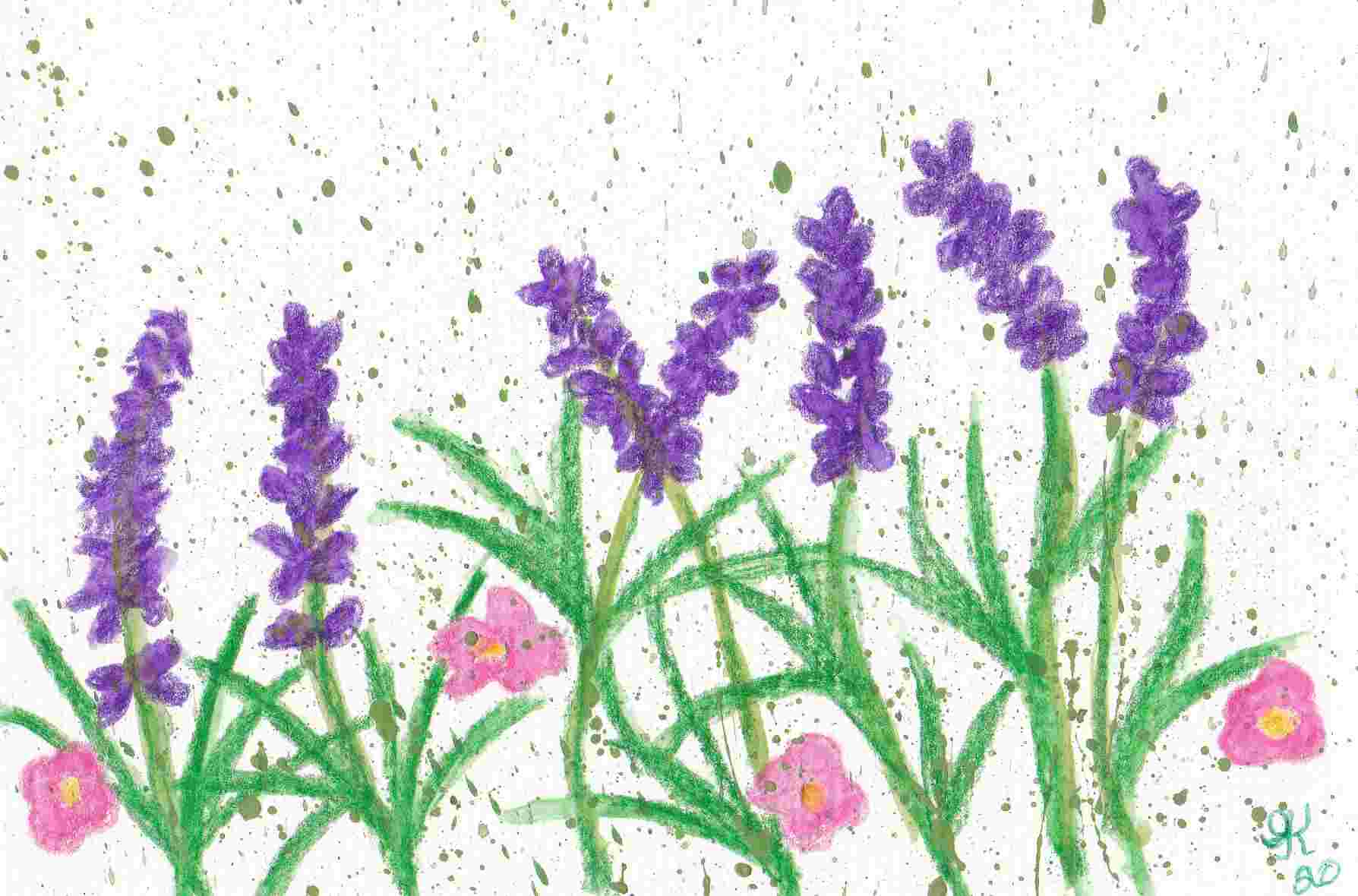 Lavender