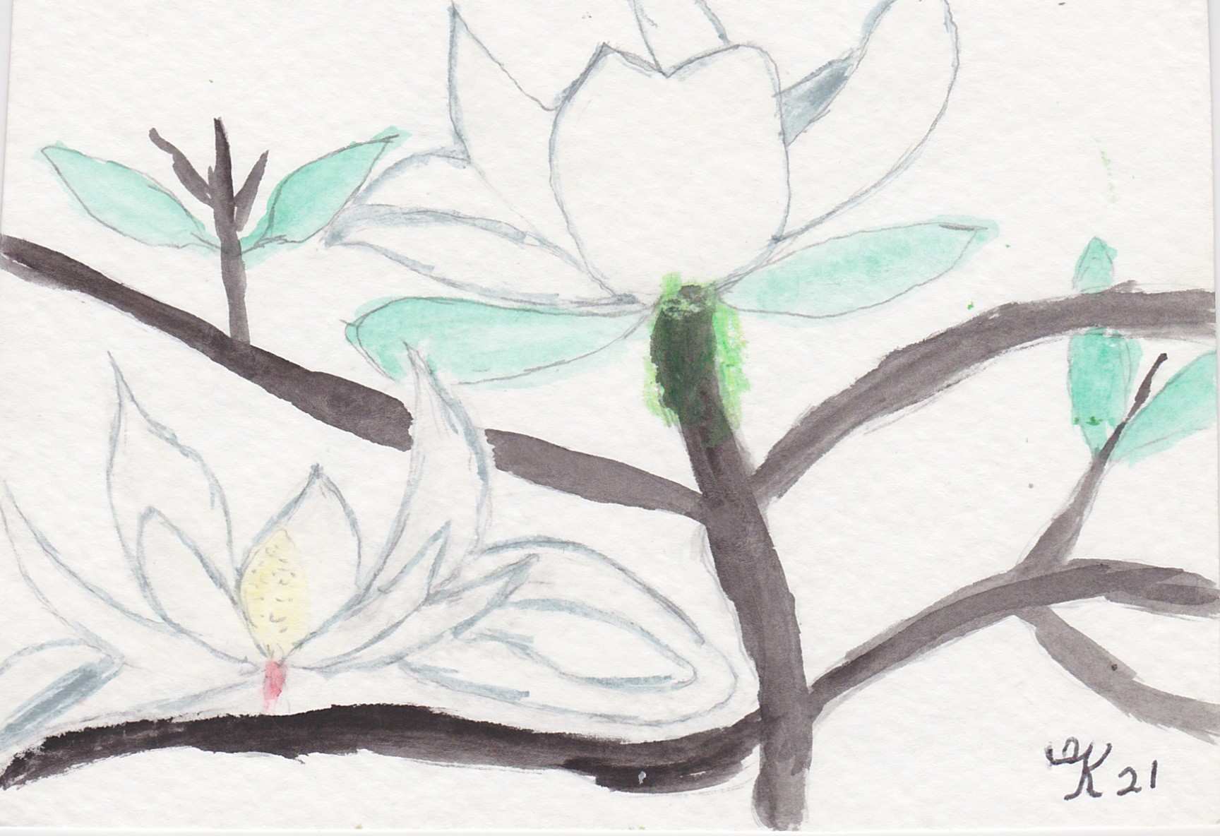 Magnolia 2